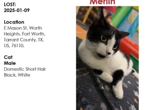 Missing: Black & White Cat Named Merlin