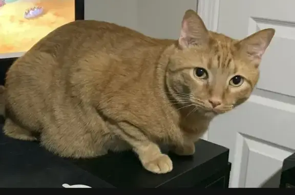 Lost Orange Tabby in Norcross Area