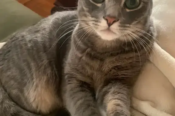 Lost: Friendly Gray Tabby in Oakland