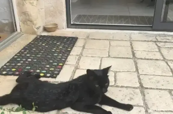 Animaux perdus Neuville-de-Poitou, photo: Chat noir et blanc perdu à Neuville-de-Poitou