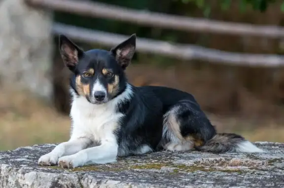 Animaux perdus , photo: Chienne Border Collie perdue à Le Bas-Ségala