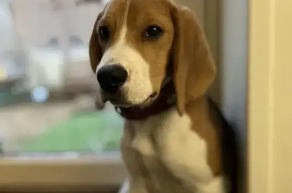Chiot beagle perdu à Orgerus - photo