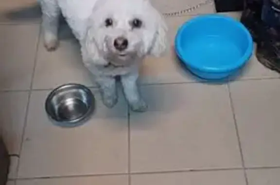 Bichon femelle trouvée, Argentré-du-Plessis - photo