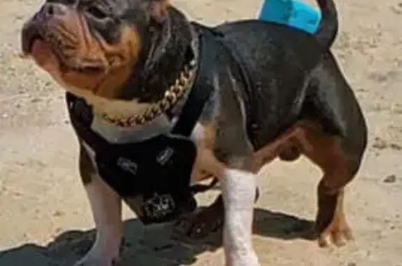 Lost Mini Bully: Brown/Black, Floyd St SW