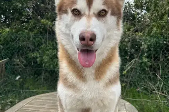 Husky marron perdu Rue Saint-Benoît - photo