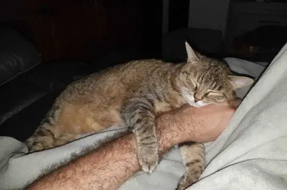 Chatte tigrée perdue à Place du Four - photo
