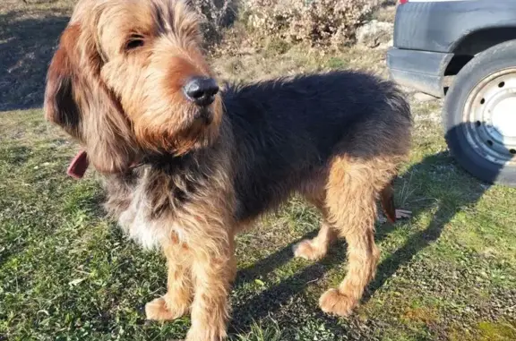 Chien trouvé , photo: Chien trouvé à Saint-Victor, non identifié