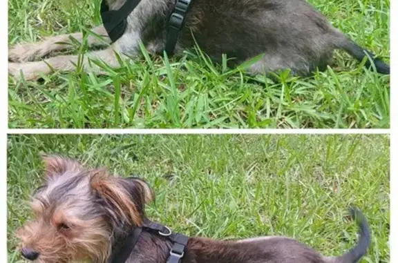 Lost Wired Hair Terrier in Norfolk