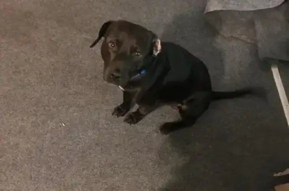 Lost Black Lab Mix: Friendly Bandit in Biloxi