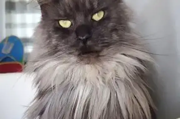 Missing Maine Coon: Loba in Hanover