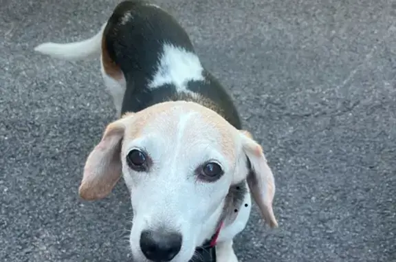 Lost Tricolor Beagle on Juniper Lane