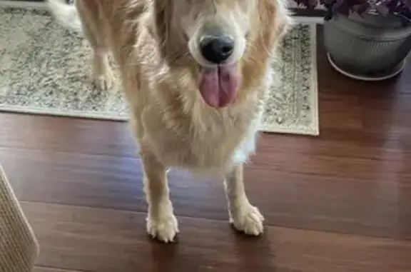 Lost Skittish Golden Retriever in Shade Gap