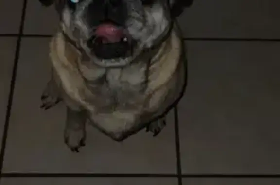 Lost Fawn Pug 'Bandit' on Oak Drive