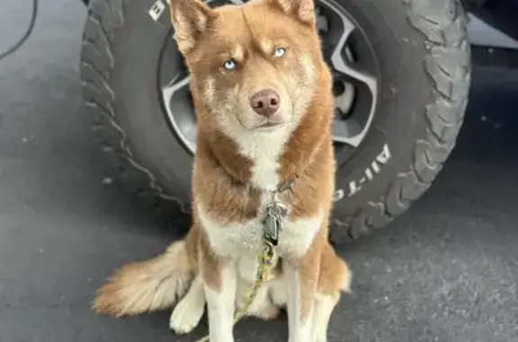 Lost Husky: Blue Eyes, Michael's Way