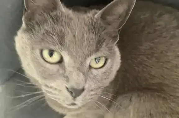 Help Find Chelsea: Missing Grey Cat