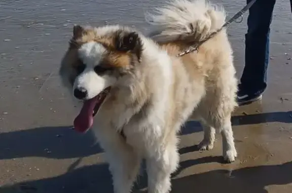 Chien perdu , photo : Inouk, chien perdu à Valambray