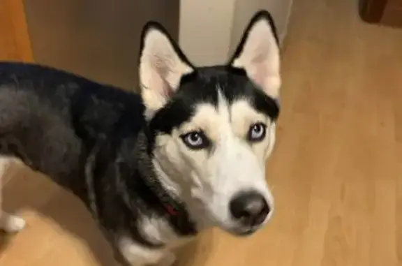 Help Us Find Our Beloved Husky!