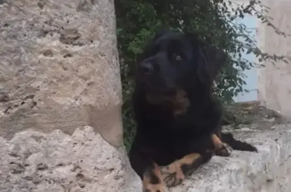 Chien perdu , photo : Chien perdu à Saint-Arroman : Scoubidou