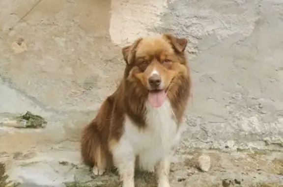 Chien perdu , photo : Berger australien perdu à Cuqueron