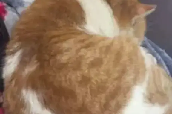 Chat roux et blanc perdu à Marolles - photo