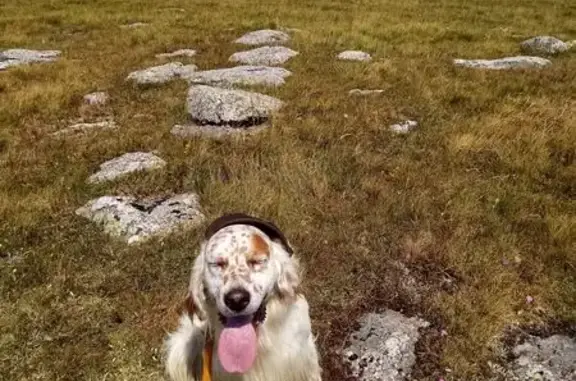 Setter Anglais blanc perdu à Aumont-Aubrac - photo