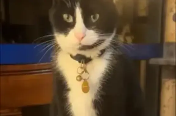 Animaux perdus Guipavas, photo: Chatte noire et blanche perdue à Guipavas
