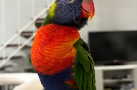 Lost Rainbow Lorikeet: Alfie Speaks!