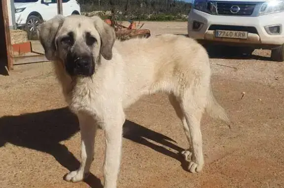 Cachorro Mastín Blanco en Huévar: ¡Adóptame!