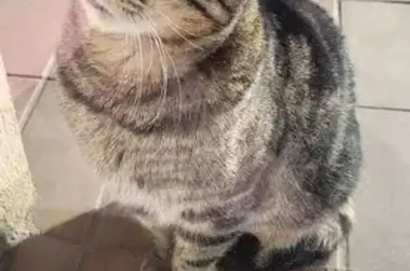Animaux trouvés Bollwiller, photo: Chat trouvé sociable Rue du Muehlbach