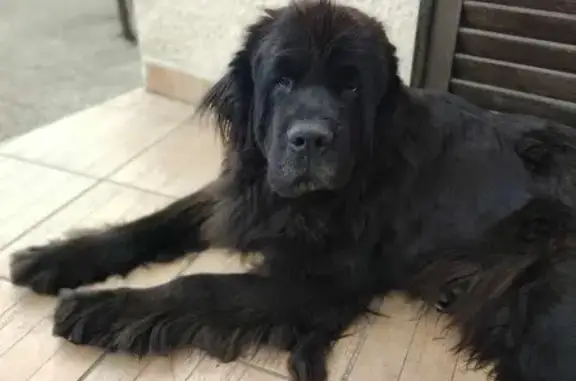 Chien Terre-Neuve 8 ans perdu à Blanzat - photo