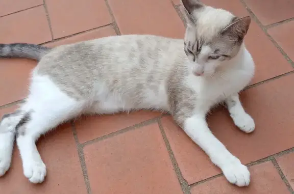 Gato Gris y Blanco Perdido en Premià de Mar