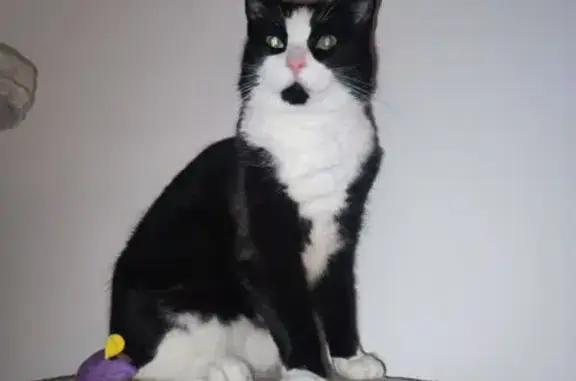 Animaux perdus , photo: Chat noir et blanc perdu à Fleuré