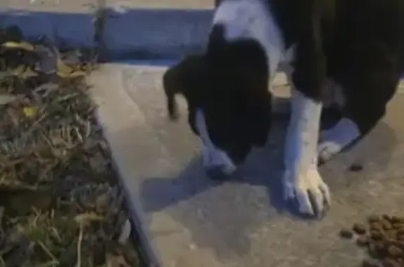 Found: Friendly Black & White Puppy