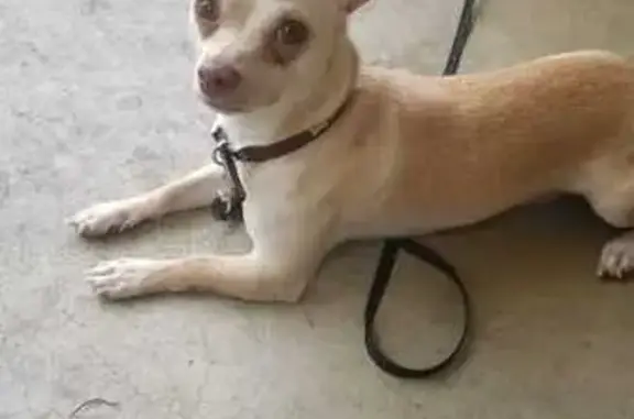 Lost Yellow Chihuahua: Roberto on Dresden