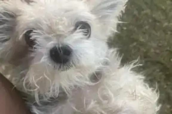 Help Find Bella: Small, Shy Senior Dog