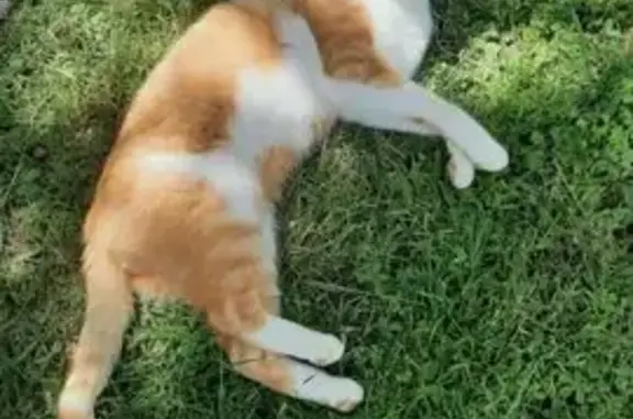 Chat blanc et roux perdu à Metz - photo