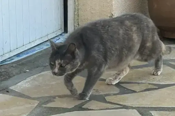 Chat trouvé Coutras, photo: Chat trouvé peureux et sociable à Coutras