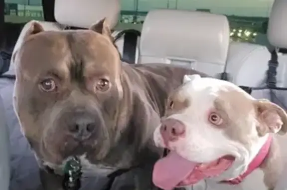 Help Find Diesel & Lady: Missing Bullies