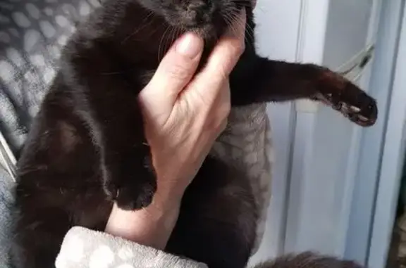 Chat trouvé à Cargèse, Corse - photo