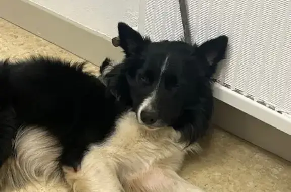 Chien trouvé Verdun-sur-Garonne, photo: Chien mâle Border Collie trouvé à Verdun