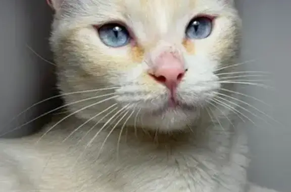 Gata Perdida: Tina, Blanca con Manchas Naranjas