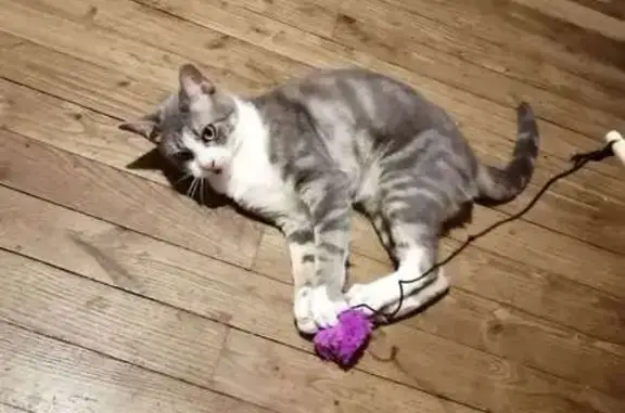 Chat perdu à Bouguenais : Tello gris/blanc - photo