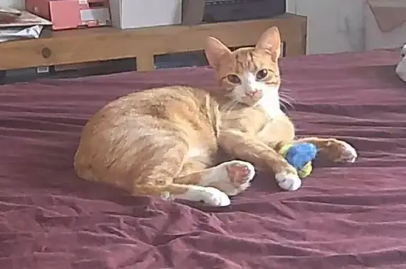 Chatte rousse et blanche perdue à Bruguières - photo