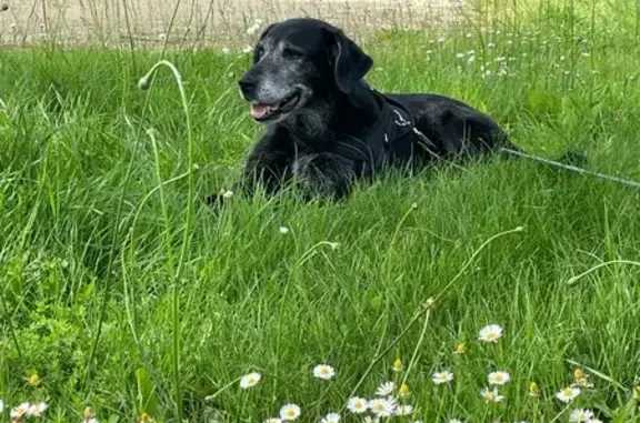 Chienne noire perdue à Saint-Genest-d'Ambière - photo