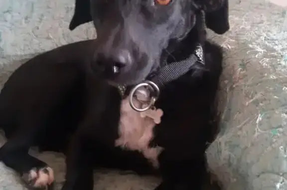 Chien perdu Nouvelle-Aquitaine, photo : Chien perdu forêt de la Courbe, La Tremblade