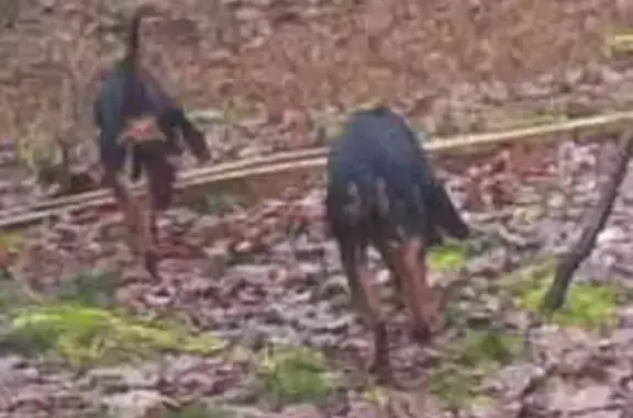 Chien trouvé , photo: Deux chiens de chasse trouvés près d'un haras