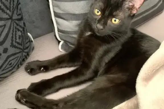 Chat noir 3 ans perdu à Rognac - photo