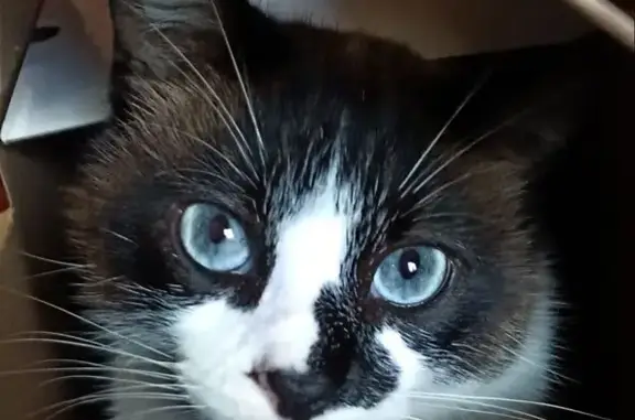 Chat perdu, Thésée, photo: Chat perdu depuis 4 ans à Thésée
