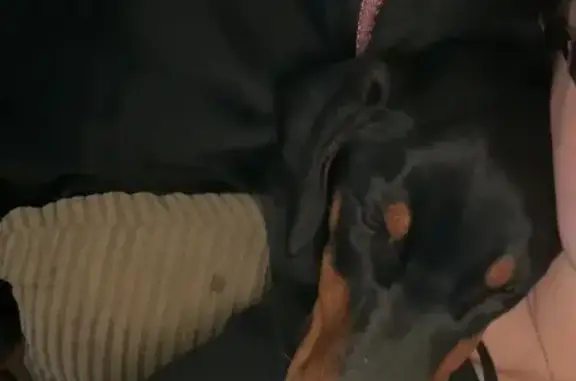 Lost: Young Doberman 'Bonnie' in Little Rock