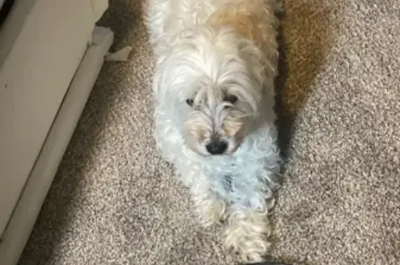 Lost White Curly-Haired Dog in CO Springs